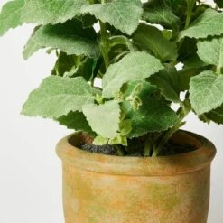 Artificial Potted Mint Leaf - Threshold™ Designed With Studio McGee 5 Artificial Potted Mint Leaf - Threshold™ Designed With Studio McGee -Threshold GUEST 19a08200 78b7 461e bcd9 c962450d4305