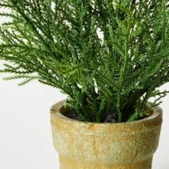 Small Potted Cyprus - Threshold™ Designed With Studio McGee -Threshold GUEST 54096500 37dc 4b77 a920 a283c8e88bb1