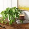 14" X 28" Artificial Pothos Plant In Pot - Threshold™